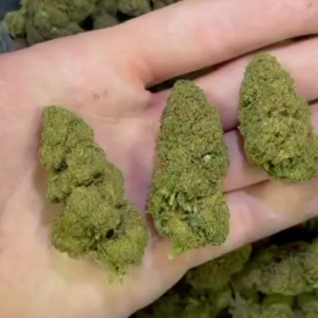 Mango Weed Strains